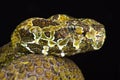 Mangshan pitviper Protobothrops mangshanensis Royalty Free Stock Photo