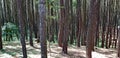 Mangunan Pine Forest of Bantul