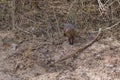 Mangusta v Yala National Park. Royalty Free Stock Photo