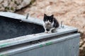 Mangy, black and white, feral kitten sits on the edge of a green, metal garbage dumpster