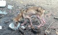 Mangy dog eating food from plastic bowl