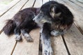 Mangy dog laying on wooden table, poor dog, black dog