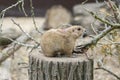 Mangy prairie dog, Cynomys, ground squirrel