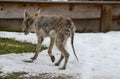 Mangy Scrawny Coyote IV - Canis latrans - Sarcoptes scabiei