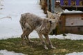 Mangy Scrawny Coyote V - Canis latrans - Sarcoptes scabiei Royalty Free Stock Photo