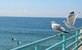 Seagulls watching the surfers at Manhattan Beach Los Angeles