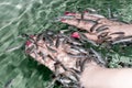 Manicure fish garra rufa