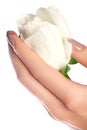 Manicure, hands & spa. Beautiful woman hands, soft skin, beautiful nails with white rose flower. Healthy woman hands. Beauty