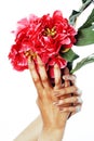 Manicure pedicure people hands concept, woman fingers in shape of heart holding pink rose flowers Royalty Free Stock Photo