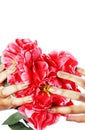 Manicure pedicure people hands concept, woman fingers in shape of heart holding pink rose flowers Royalty Free Stock Photo