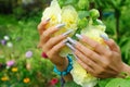 Manicure on real nails and yellow hollyhock flower Royalty Free Stock Photo