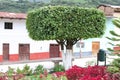 Manicured Ficus Tree in Plaza in Peru