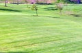 Manicured grass of golf course Royalty Free Stock Photo