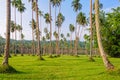 Manicured lawn with coconut trees - Espiritu Santo