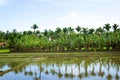 Manicured palm grove on edge of rice fields