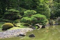 Manicured pine trees and lawn in a Japanese Garden with a pond reflecting the trees in Seattle, Washington Royalty Free Stock Photo