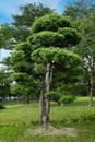 Manicured regrowth tree in parklands Royalty Free Stock Photo