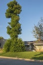 Manicured tree in Monrovia California
