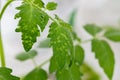 diseased tomato leaves close up Royalty Free Stock Photo