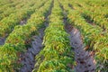 Manihot esculenta or Cassava plantation