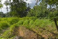 Manihot field in Zanzibar Royalty Free Stock Photo