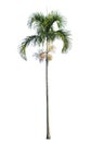 Manila palm, Christmas palm tree Veitchia merrillii isolated on white