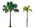 Manila palm, Christmas palm tree Veitchia merrillii Becc. H.E. Moore . and Fan palm Corypha umbraculifera isolated