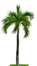 Manila palm, Christmas palm tree  Veitchia merrillii  isolated on white background with green grass. Palm tree used for Royalty Free Stock Photo