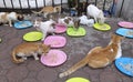 Manila, Philippines - June 22, 2016: Stray cats eating at the streets of Manila