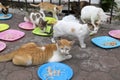 Manila, Philippines - June 22, 2016: Stray cats eating at the streets of Manila