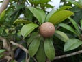 manila sapodilla is a long lived fruit tree the tree and its fruit are known by several names such as sapodilla Royalty Free Stock Photo