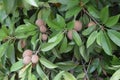 Manilkara zapota, commonly known as sapodilla. Fruit farming in pakistan.