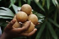 Manilkara zapota, commonly known as sapodilla, sapota, chikoo, chico, naseberry, or nispero is a long-lived, evergreen tree native