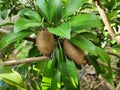 Manilkara zapota is a medium-sized, bushy perennial. The oval fruit is brown with a high sugar content.
