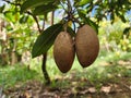 Manilkara zapota is a medium-sized, bushy perennial. The oval fruit is brown with a high sugar content.