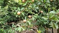 Manilkara zapota plant commonly known as sapodilla sapote, naseberry, nispero or chicle, the fruit is round with rough brown skin