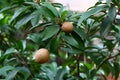 Manilkara zapota - sapodilla fruit on tree