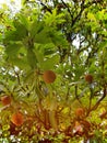 Manilkara zapota or Sapodilla fruits on tree Royalty Free Stock Photo