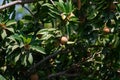 Manilkara zapota sapodilla or sapote or chicozapote or chico or naseberry or nispero Tree with Fruits