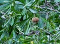 Manilkara zapota tree in Isalo National Park, Madagaskar Royalty Free Stock Photo