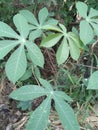 Manioc plant ( Manihot esculenta)Sri Lanka