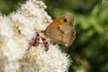 Maniola jurtina, beautiful butterfly sitting on a white flower Royalty Free Stock Photo