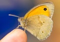 Maniola jurtina butterfly macro shot Royalty Free Stock Photo