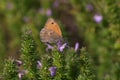 Maniola jurtina - butterfly, macrophotography - butterfly on a purple flower 