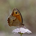 Maniola jurtina, Meadow Brown butterfly (female)