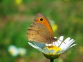 Maniola jurtina , The meadow brown butterfly honey suckling on flower