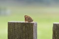 Maniola jurtina, Meadow brown, Nymphalidae