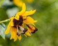 Manipulated Close up yellow sunflower with two butterflies Royalty Free Stock Photo