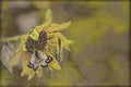 Manipulated Close up yellow sunflower with two butterflies Royalty Free Stock Photo