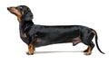 A manipulated image of a very Long Dachshund dog puppy, black and tan on isolated on white background Royalty Free Stock Photo